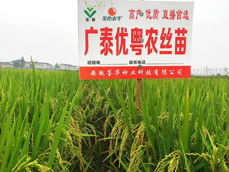  廣泰優(yōu)粵農(nóng)絲苗